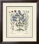 Besler Floral Iv by Basilius Besler Limited Edition Print