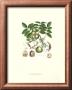 Wallnut Tree by John Miller (Johann Sebastien Mueller) Limited Edition Pricing Art Print