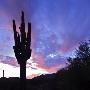 Saguaro by Anton Foltin Limited Edition Print