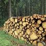 Stack Of Logs by Ove Eriksson Limited Edition Print