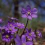 Close Up Of Purple Flowers, Sweden by Ove Eriksson Limited Edition Print