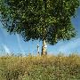 Low Angle View Of A Birch Tree On A Landscape, Sweden by Mikael Andersson Limited Edition Pricing Art Print