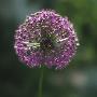 Close-Up Of A Dandelion Flower by Helene Toresdotter Limited Edition Print