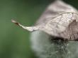 Close-Up Of A Leaf On A Dandelion Flower (Taraxacum Officinale) by Atli Mar Limited Edition Print