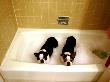 Two Cute Dogs In A Bathtub by Cj Rachford Limited Edition Print