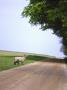 A Sheep By A Gravel Road, Skane In Sweden by Bjorn Andren Limited Edition Print