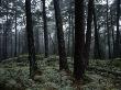 A Forest In Sormland, Sweden by Anders Ekholm Limited Edition Print