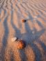 Stones Lying In Sand by Anders Ekholm Limited Edition Print