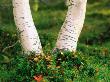 Birch Trees In A Field, Dalarna, Sweden by Berndt-Joel Gunnarsson Limited Edition Print