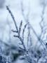 Snow Covered Tree Branch by Atli Mar Limited Edition Print