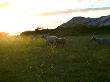 Three Sheep In A Field by Carl Swensson Limited Edition Print