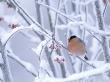 A Bullfinch (Pyrrhula Pyrrhula) In Winter by Hannu Hautala Limited Edition Pricing Art Print