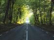 Trees Along A Road, Skane, Sweden by Jorgen Larsson Limited Edition Print