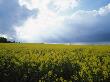 Rapeseed Field, Skane In Sweden by Jorgen Larsson Limited Edition Pricing Art Print