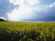 Rapeseed Field, Skane In Sweden by Jorgen Larsson Limited Edition Print