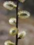 Close-Up Of A Wildflower Plant by Jorgen Larsson Limited Edition Print