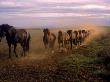 Icelandic Horses Running In A Line by Larus Karl Ingasson Limited Edition Pricing Art Print