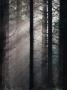 Sunbeams Passing Through Trees In A Forest by Lasse Pettersson Limited Edition Pricing Art Print