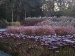 Cornus, Grasses And Sedum 'Autumn Joy' In Frost, Winter, Designer: Duncan Heather by Clive Nichols Limited Edition Pricing Art Print