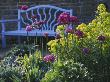 Pettifers, Oxfordshire - Allium 'Purple Sensation' And Euphorbia Palustris In Front Of Blue Bench by Clive Nichols Limited Edition Pricing Art Print