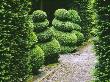 Yew Hedges And Box Spirals, Designer: Tony Ridler by Clive Nichols Limited Edition Pricing Art Print