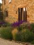 The Gravel Garden With Stipa Tenuissima, Astrantia 'Roma' And The Barn by Clive Nichols Limited Edition Print