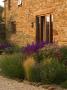 The Gravel Garden With Stipa Tenuissima, Astrantia 'Roma' And The Barn by Clive Nichols Limited Edition Pricing Art Print