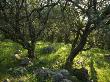 Corfu, Greece - Olive Trees In The Countryside Of Corfu by Clive Nichols Limited Edition Print