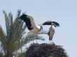 El Badi Palace, Marrakech, 1578, Stork's Nest by Natalie Tepper Limited Edition Print