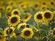 Sunflowers by Ralph Richter Limited Edition Print