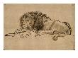 Lion Au Repos by Rembrandt Van Rijn Limited Edition Print