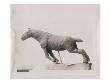 Photo D'une Sculpture En Cire De Degas:Cheval De Trait (Rf 2109) by Ambroise Vollard Limited Edition Print