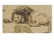Etude De Lion by Rembrandt Van Rijn Limited Edition Pricing Art Print