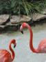 Pink Flamingoes, Silver Springs Nature Theme Park, Florida, Usa by Lisa S. Engelbrecht Limited Edition Print