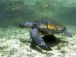 Green Sea Turtle, Savaii Island, Western Samoa by Michael Defreitas Limited Edition Print