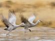 Sandhill Cranes, Bosque Del Apache National Wildlife Refuge, Rio Grande, New Mexico, Usa by Larry Ditto Limited Edition Print