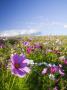 Cosmos Growing On Hillside, Willamette Valley, Oregon, Usa by Terry Eggers Limited Edition Print