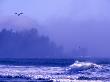 Foggy Coast Headlands At Second Beach, Olympic National Park, Washington, Usa by Charles Crust Limited Edition Print