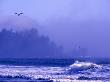 Foggy Coast Headlands At Second Beach, Olympic National Park, Washington, Usa by Charles Crust Limited Edition Print