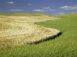 S-Pattern Through Wheat And Canola Crops, Colfax, Washington, Usa by Terry Eggers Limited Edition Print