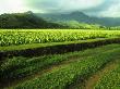 Lush Valley Of Taro Fields, Kauai Hawaii, Usa by Jerry Ginsberg Limited Edition Print