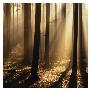 Sunlight And Trees Ii by Les Biscor Limited Edition Print