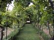 Grape Arbor, Siena by Eloise Patrick Limited Edition Print