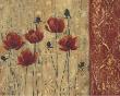 Patterned Poppy by Sandra Smith Limited Edition Print