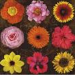 Floral Varieties I by Tony Stuart Limited Edition Print