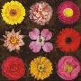 Floral Varieties Ii by Tony Stuart Limited Edition Pricing Art Print