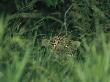 A Jaguar Peeks Out From The Foliage by Steve Winter Limited Edition Print
