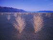 Tumbleweeds Glow At Twilight Near The Former Owens Lake by Phil Schermeister Limited Edition Print