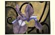 Iris And Scrolls I by Jennifer Goldberger Limited Edition Print