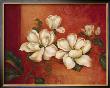 Magnolias by Pamela Gladding Limited Edition Print